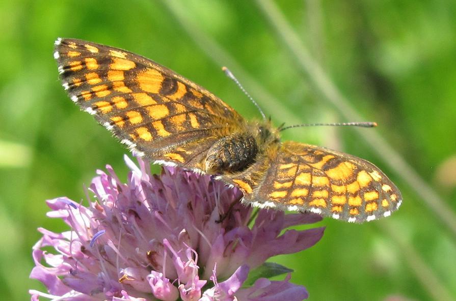 Nymphalidae da ID
